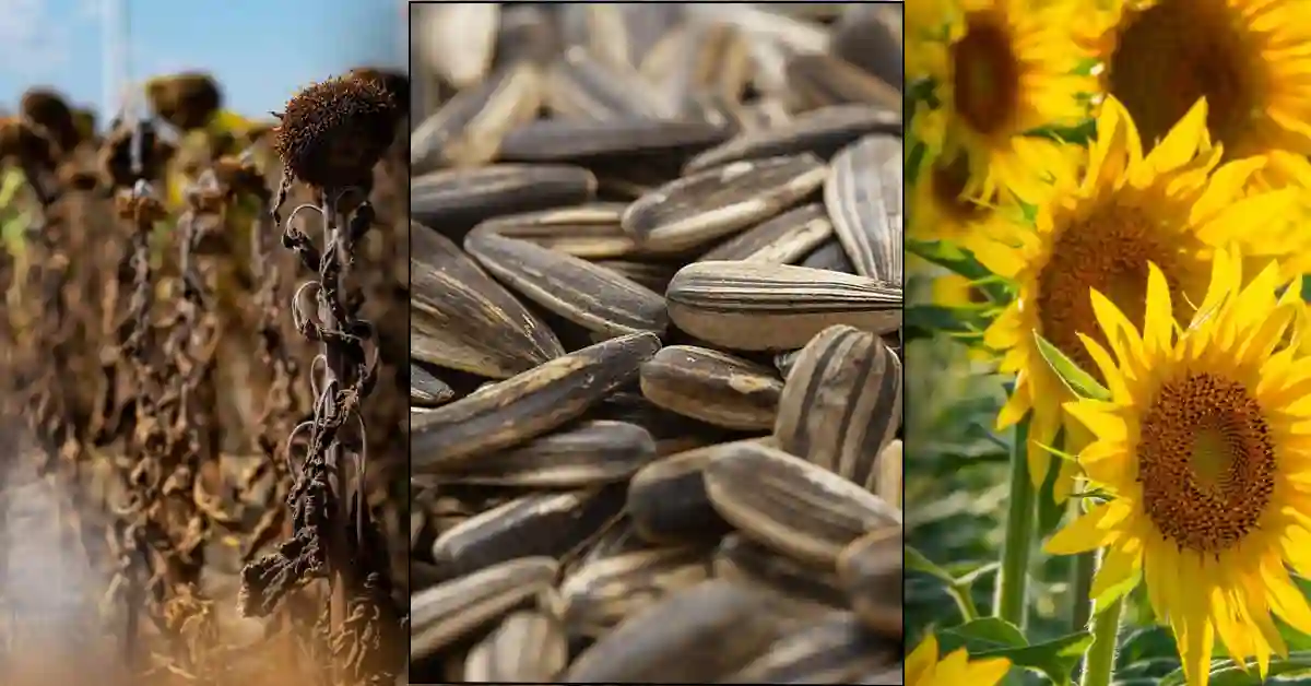 Best Sunflower Seeds Ultimate Guide, Rare Insights & Joyful Basics