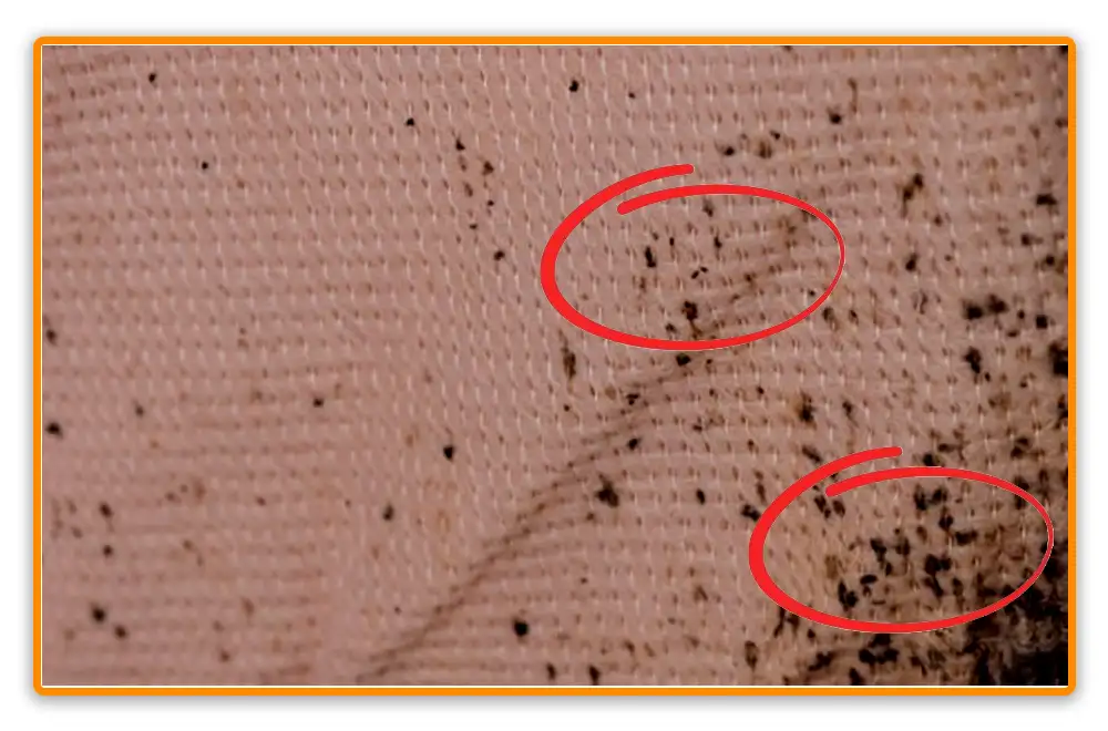 Bed Bug Poop on Clothes