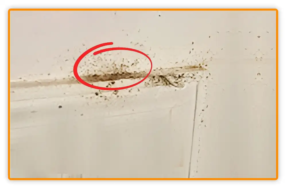 Bed Bug Poop on Walls