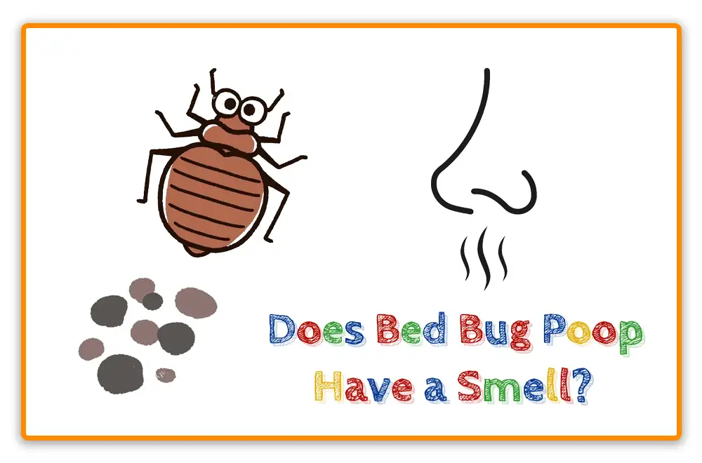 Does Bed Bug Poop Have a Smell