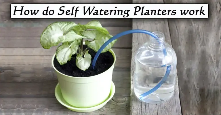 How do Self Watering Planters work