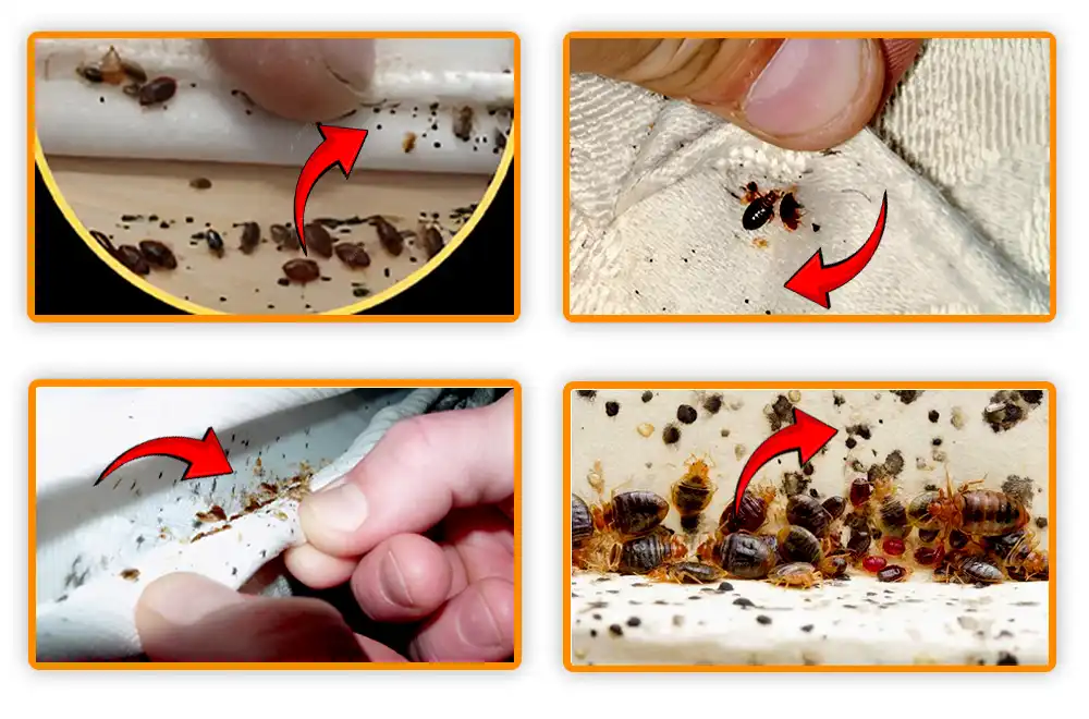 Identifying What Does Bed Bug Poop Look Like