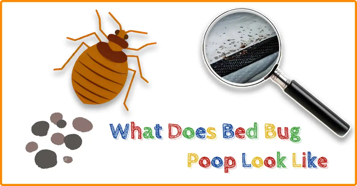 What Does Bed Bug Poop Look Like