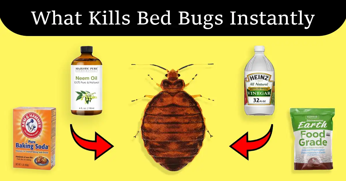 What Kills Bed Bugs Instantly