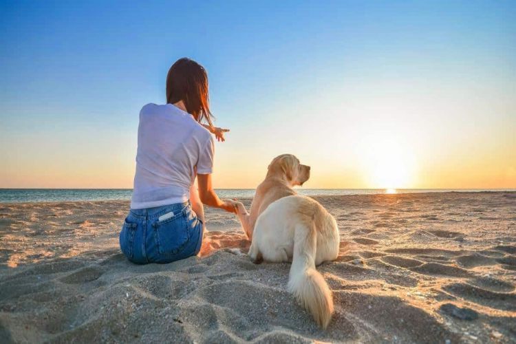 Dog Friendly Holidays in the Summer UK Sunshine Walks Wagging Tails