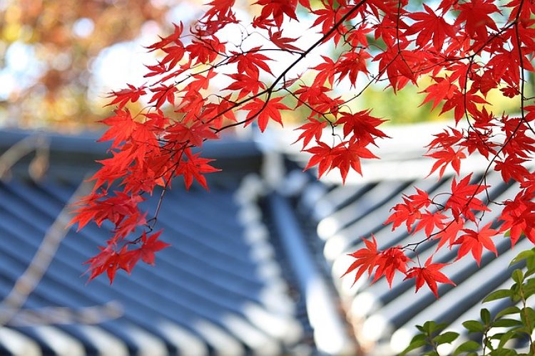 Albany NY Roofing Company Highlights Fall as Ideal for Roofing Projects3