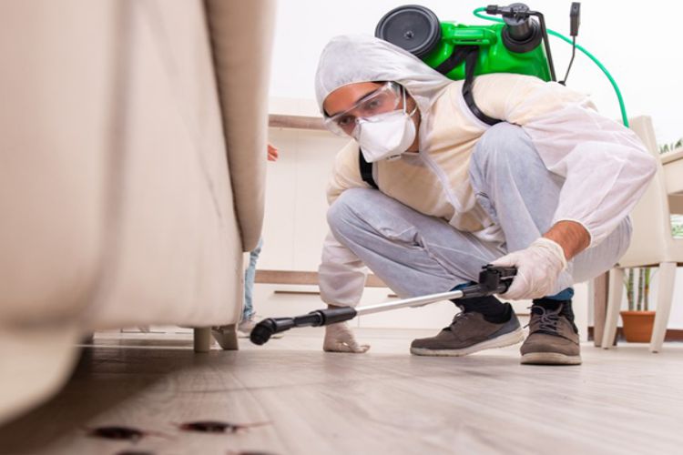 The importance to property owners of using a professional pest control team