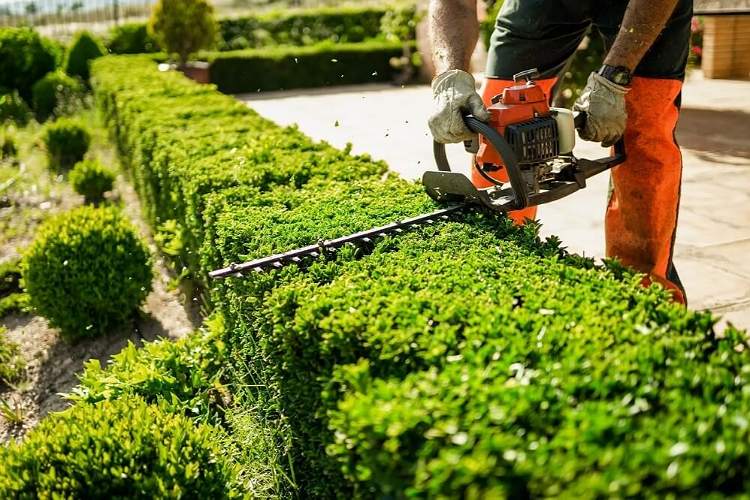 Mastering Hedge Care Essential Techniques and Maintenance for Healthy Garden Boundaries